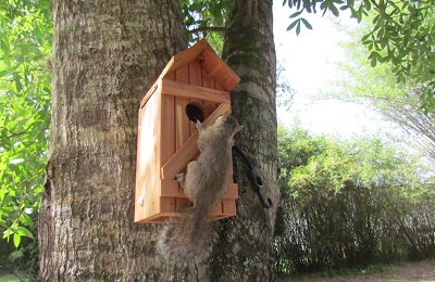 baby squirrel on a tree